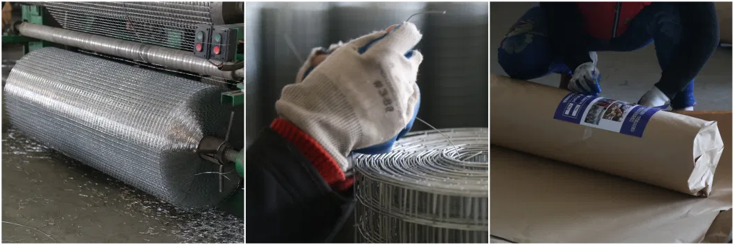 Galvanized Powder Coated Welded Wire Mesh Stainless Steel Wire Mesh