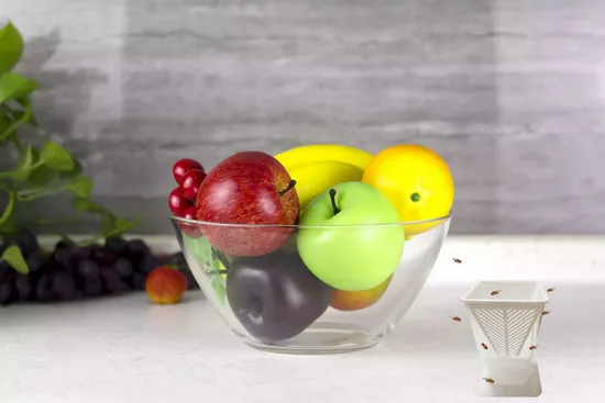 Reusable Plastic Insect Pest Control Bug Cather Fruit Fly Live Catch Trap 